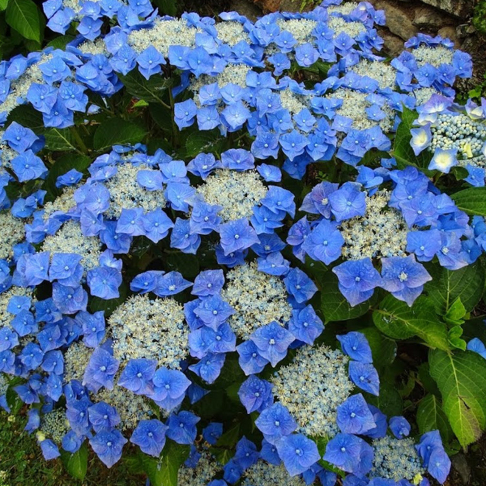 2 x hortensia 'teller blue' - hydrangea 'teller blue'  - 25-30 cm pot