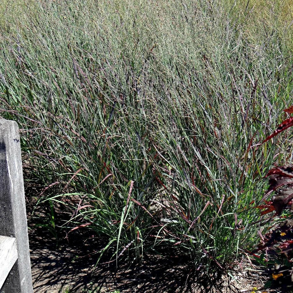 Panic érigé oxblood autumn® godet - 5/20 cm