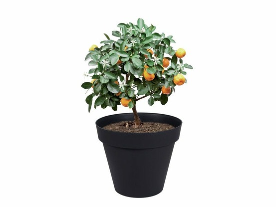 Pot plastique diam.80 x h.67 cm gris anthracite