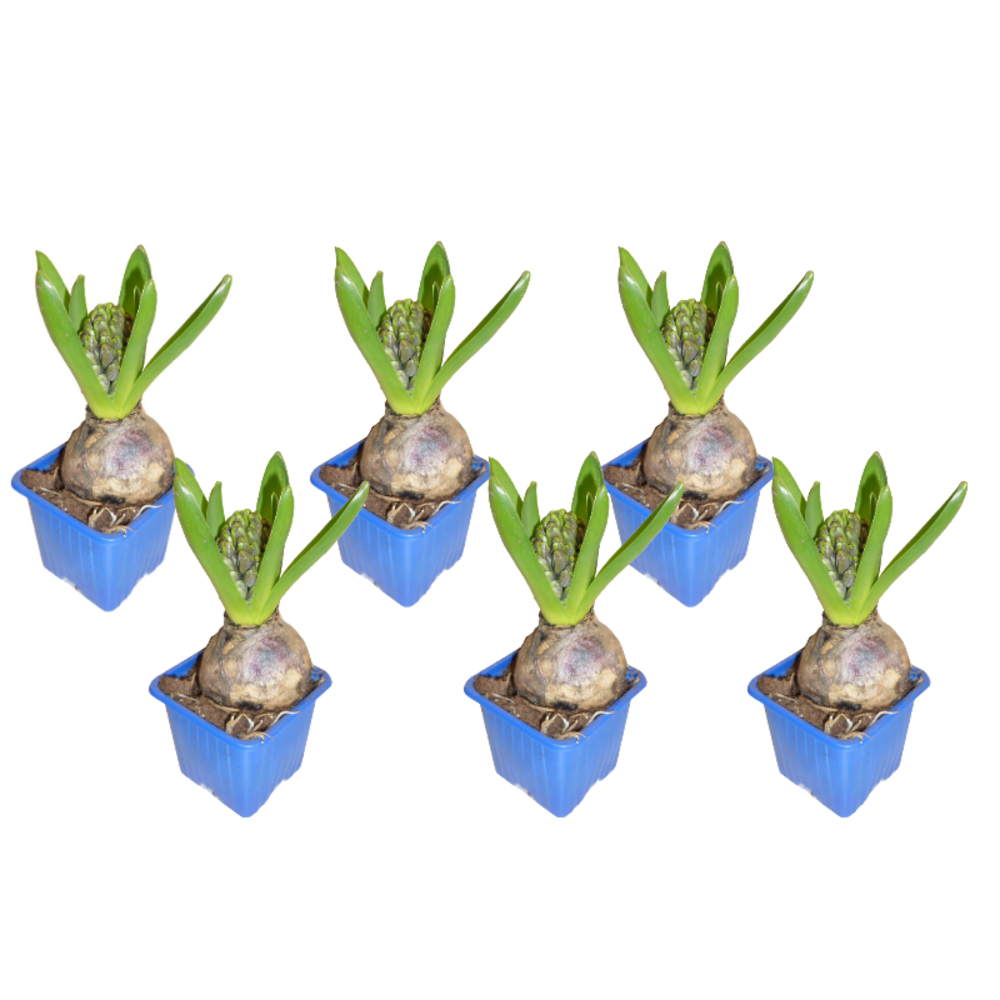 Jacinthes bleues Lot de 6 godets 7 cm