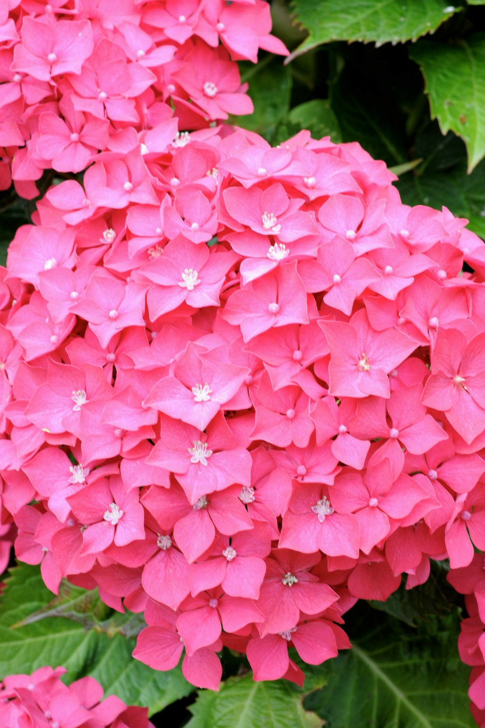 Hortensia 'freundenstein' - en pot de 2 litres