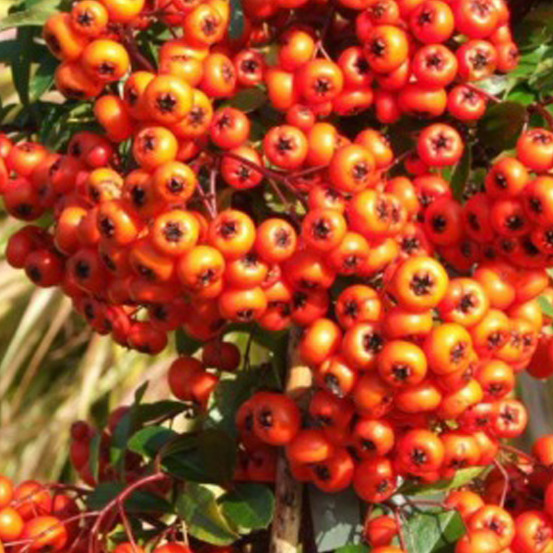 2 x buisson ardent 'orange glow' - pyracantha 'orange glow' - 60-80 cm pot