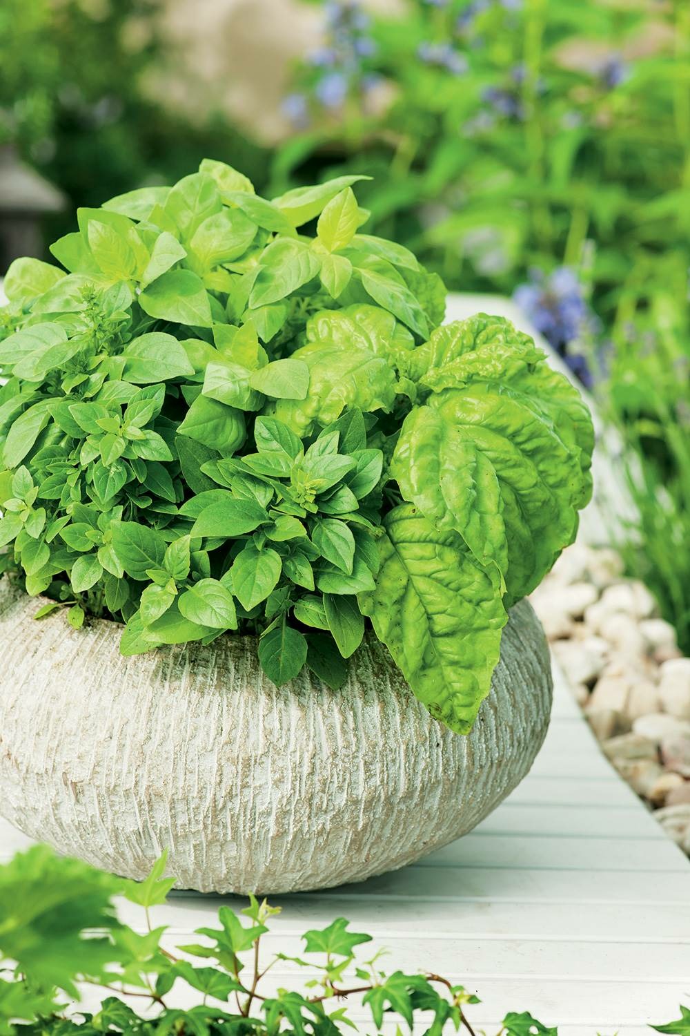 Basilic grand vert - 1. 5 g