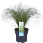 Carex comans 'frosted curls' - ↨30cm - ø14 - graminée - plante d'extérieur