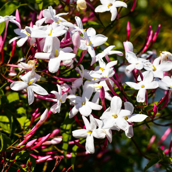 Jasmin blanc printemps godet - 5/20 cm