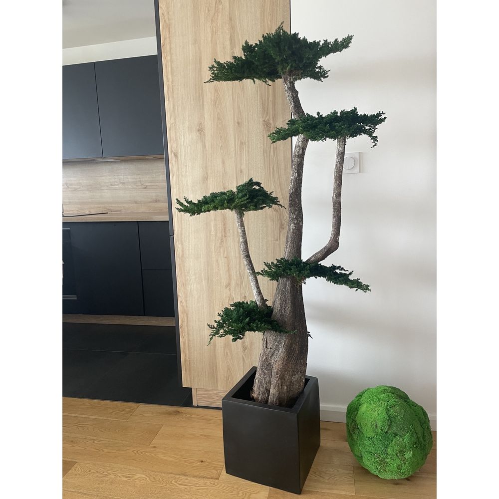 Arbre Procumbens stabilisÃ© 160 cm