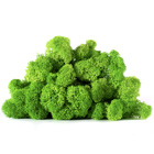 Lic/4079 lichen stabilisée vert clair box 4 kg