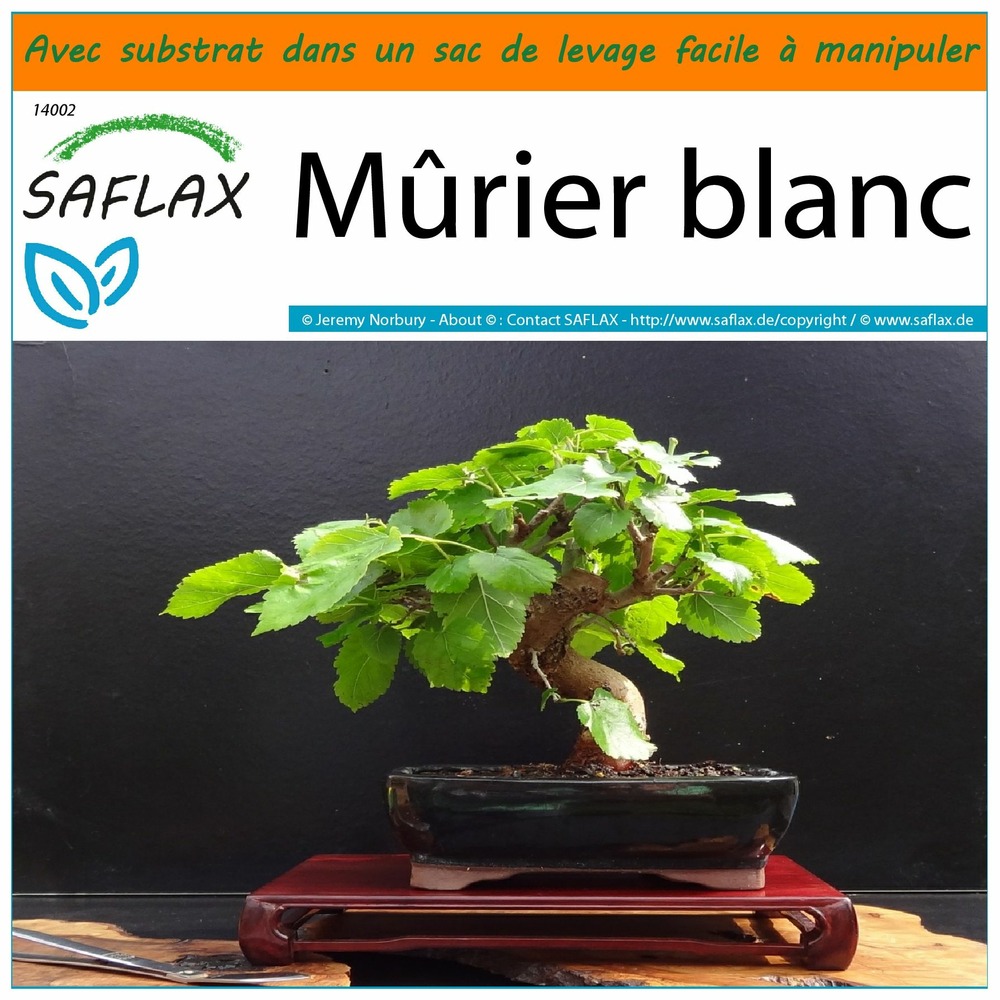Garden in the bag - mûrier blanc - 200 graines - morus alba