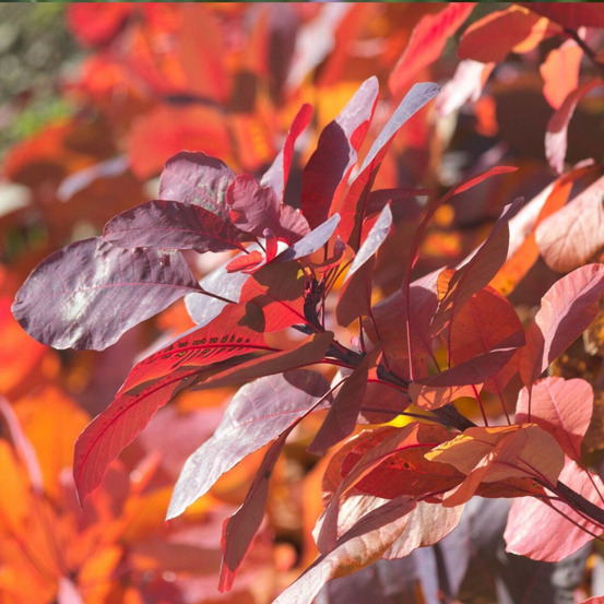 Arbre à perruque royal purple, cotinus pot de 7,5l - 80/100 cm