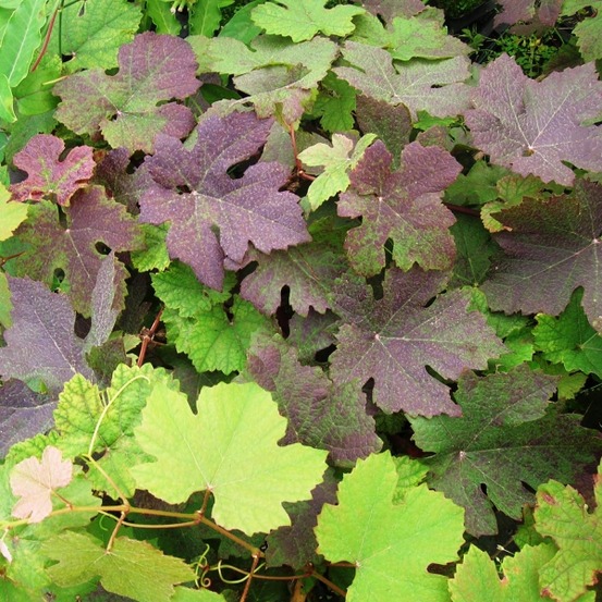 Vigne 'purpurea' pot de 2l/3l