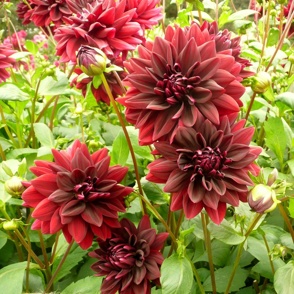 Dahlia décoratif 'sam hopkins' bulbe calibre i