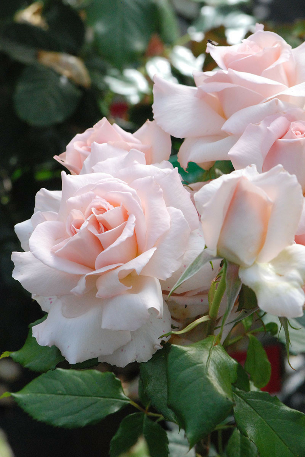 Rosier 'sweet love' ? - en pot de 5 litres