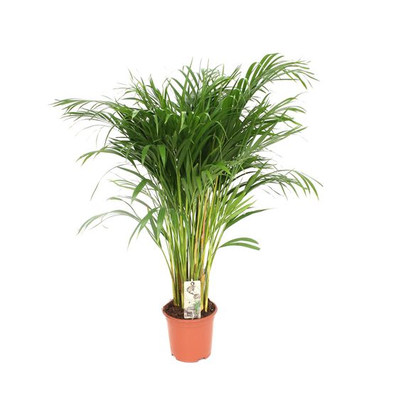 Dypsis lutescens - areca - ø21cm - ↕110cm - plantes d'intérieur