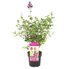 Syringa 'bloomerang violet foncé' - sering paars - buitenplant en kwekerspot ⌀19 - ↕50-60 cm