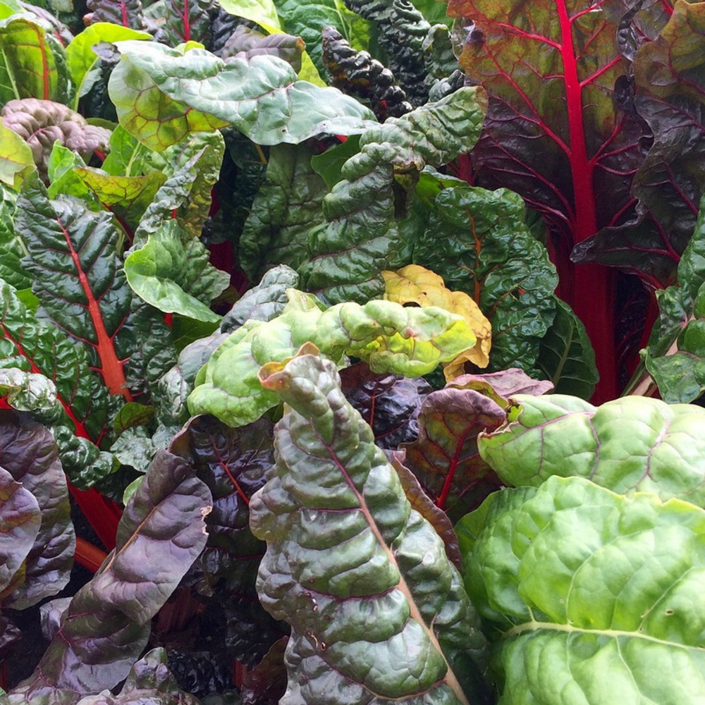 Graines de poirée bright light - vilmorin sachet