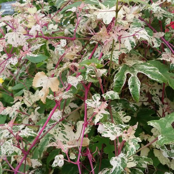 Vigne vierge 'elegans' pot de 1,5l/2l