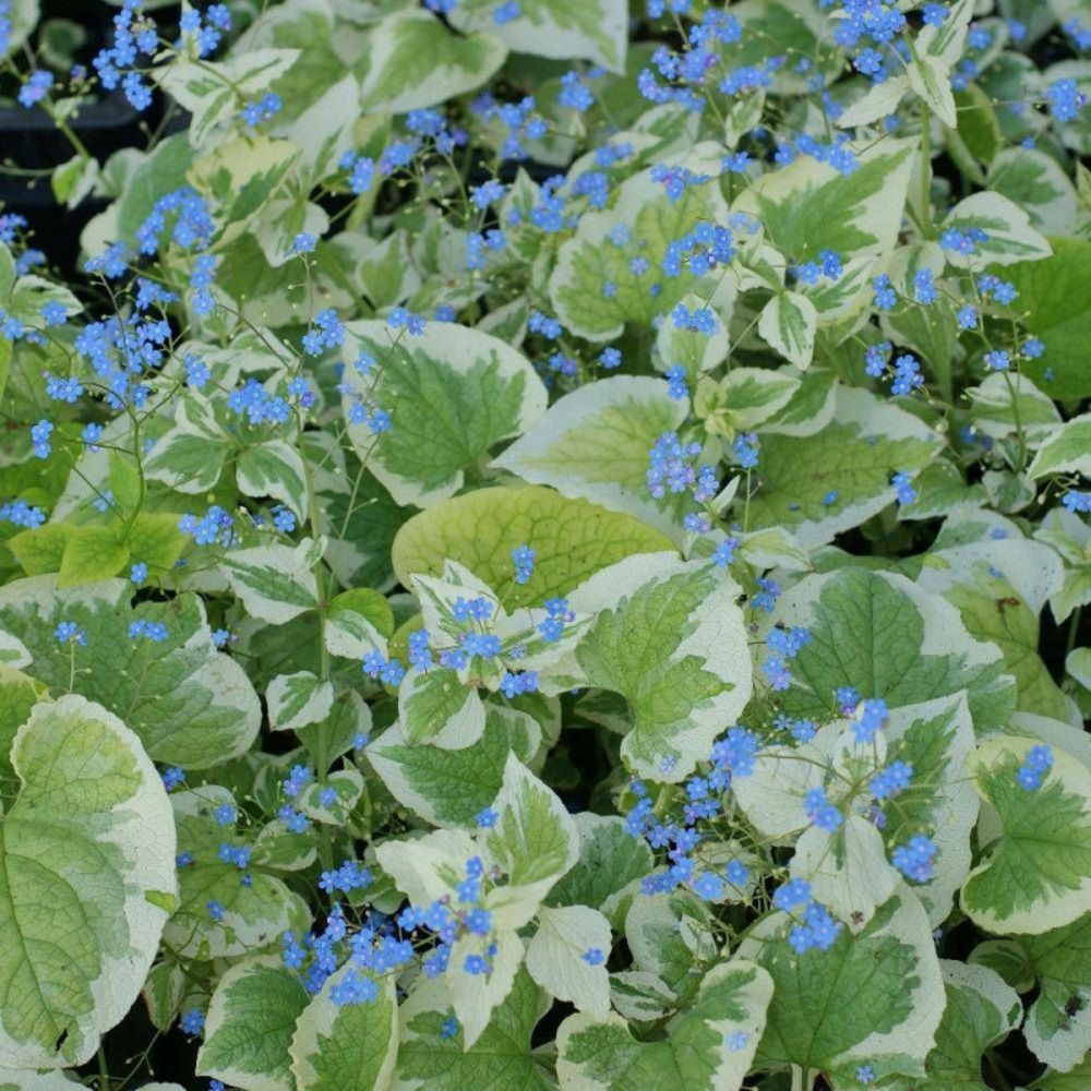Myosotis du caucase panaché lot de 9 godets