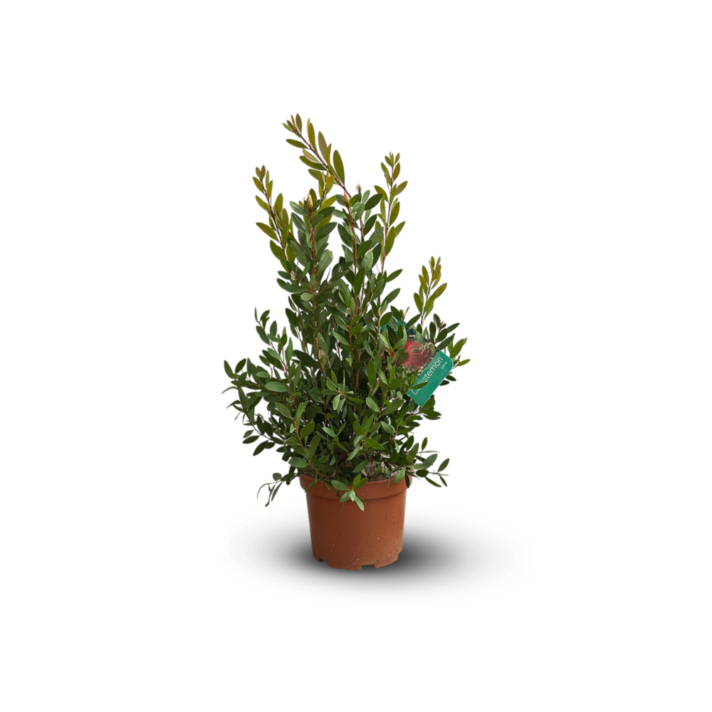 Callistemon - citrinus - ↕ 60-70 cm - ⌀ 19 cm - plante d'extérieur