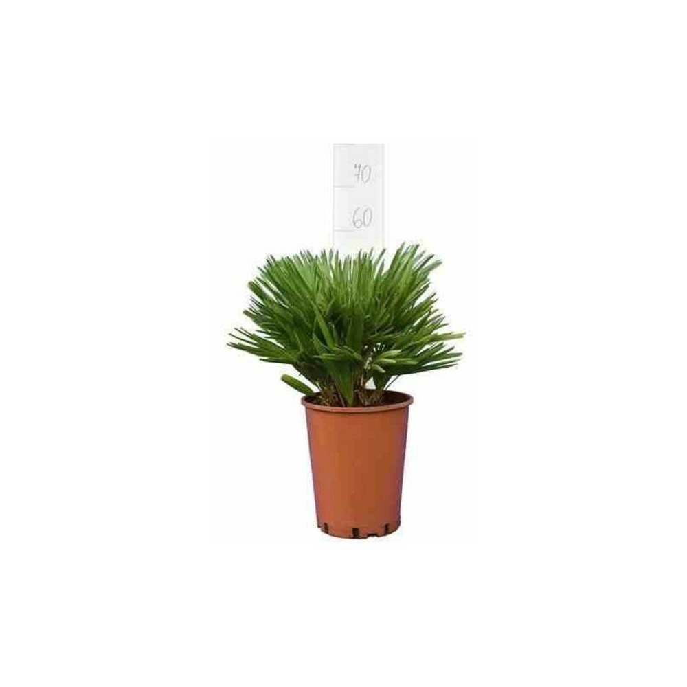 Chamaerops humilis var. Cerifera (palmier doum bleu) spécimen- pot de 250l 175/200cm