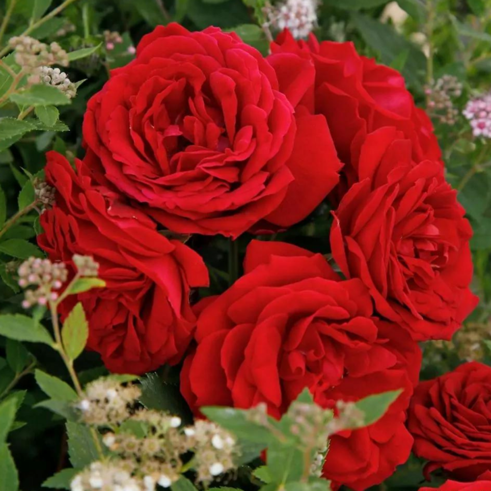 Rosier remontant till eulenspiegel rouge floribunda - racines nues