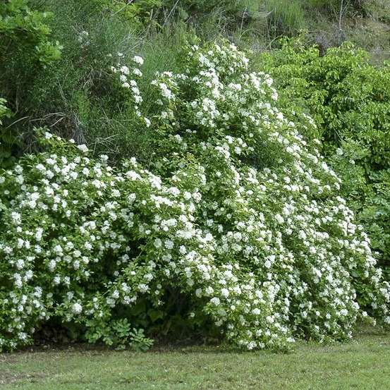 Rosier de banks 'alba plena' pot de 2l/3l, sur propres racines (non greffé)