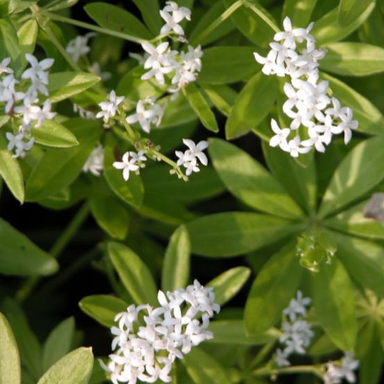 Aspérule odorante godet