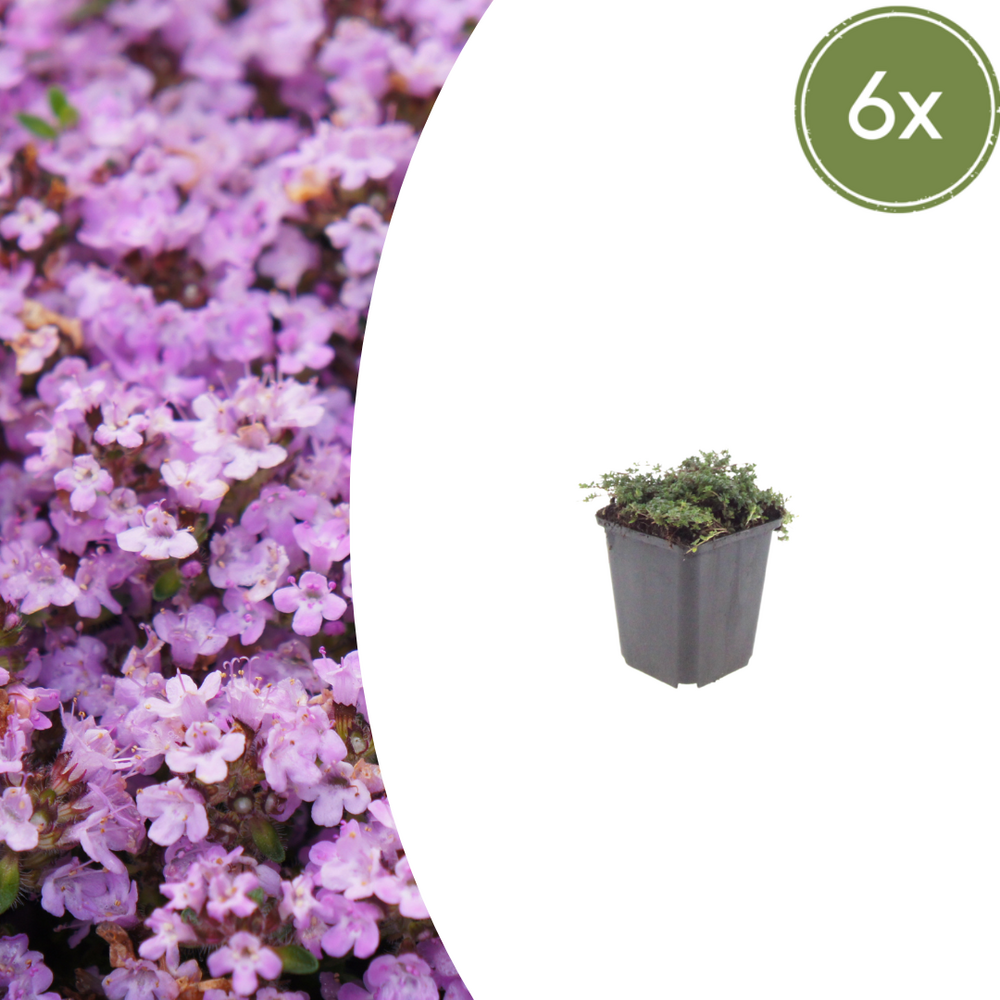 Lot de 6 - thym (thymus praecox) 'purple beauty'