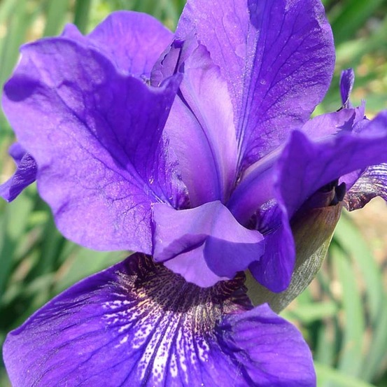 Iris de sibérie 'ruffled velvet' godet de 8/9 cm