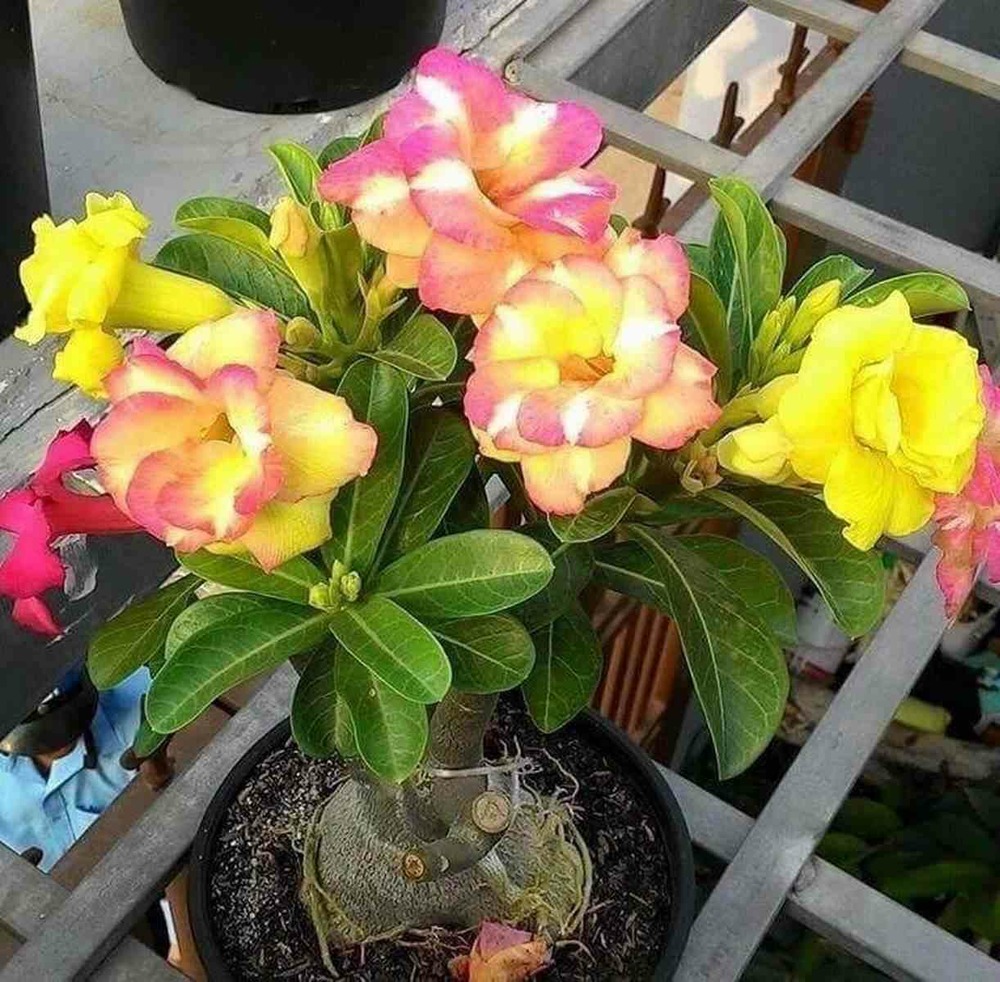 Adenium obesum cv.banburiet rouge - caudex d'environ 300g 20/25cm