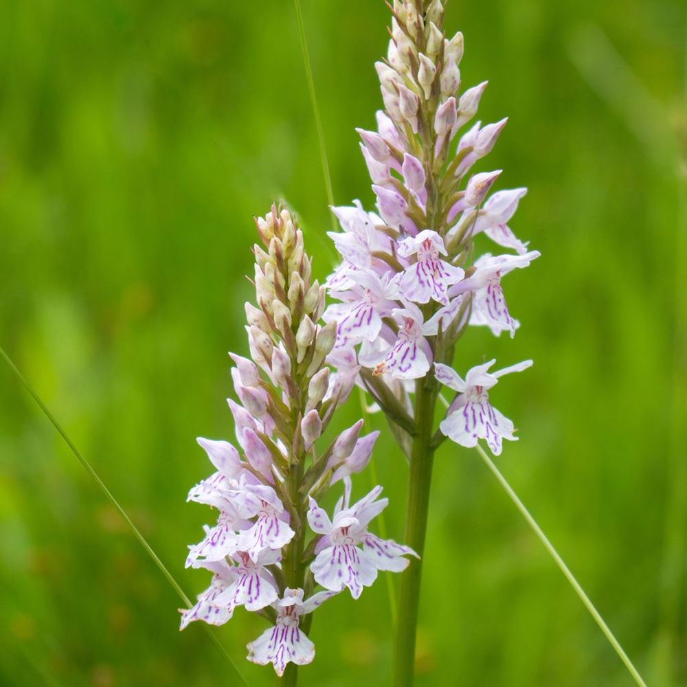 Orchis fuchsii godet de 8/9 cm