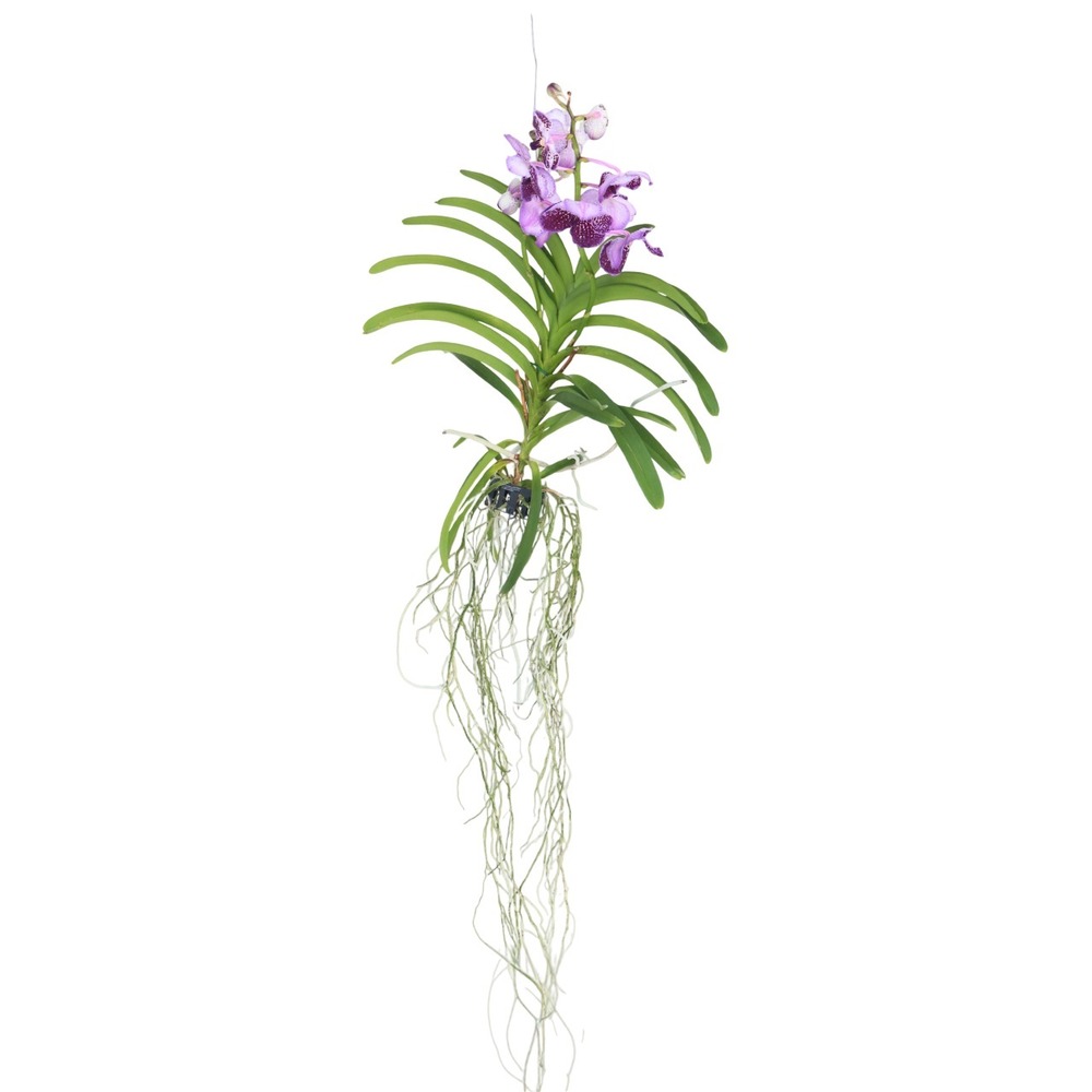 Orchidée - vanda 'lila' - hauteur 55-65cm