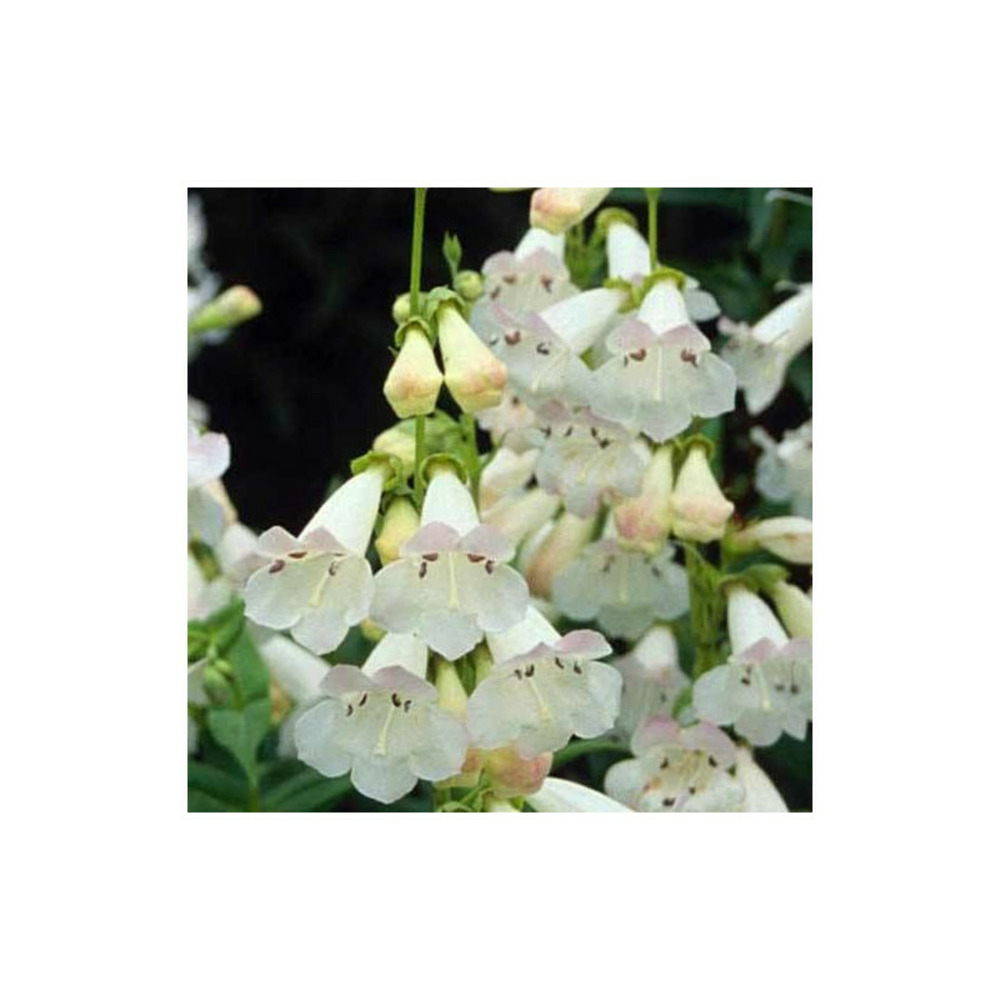 Penstemon pensham wedding day lot de 9 godets