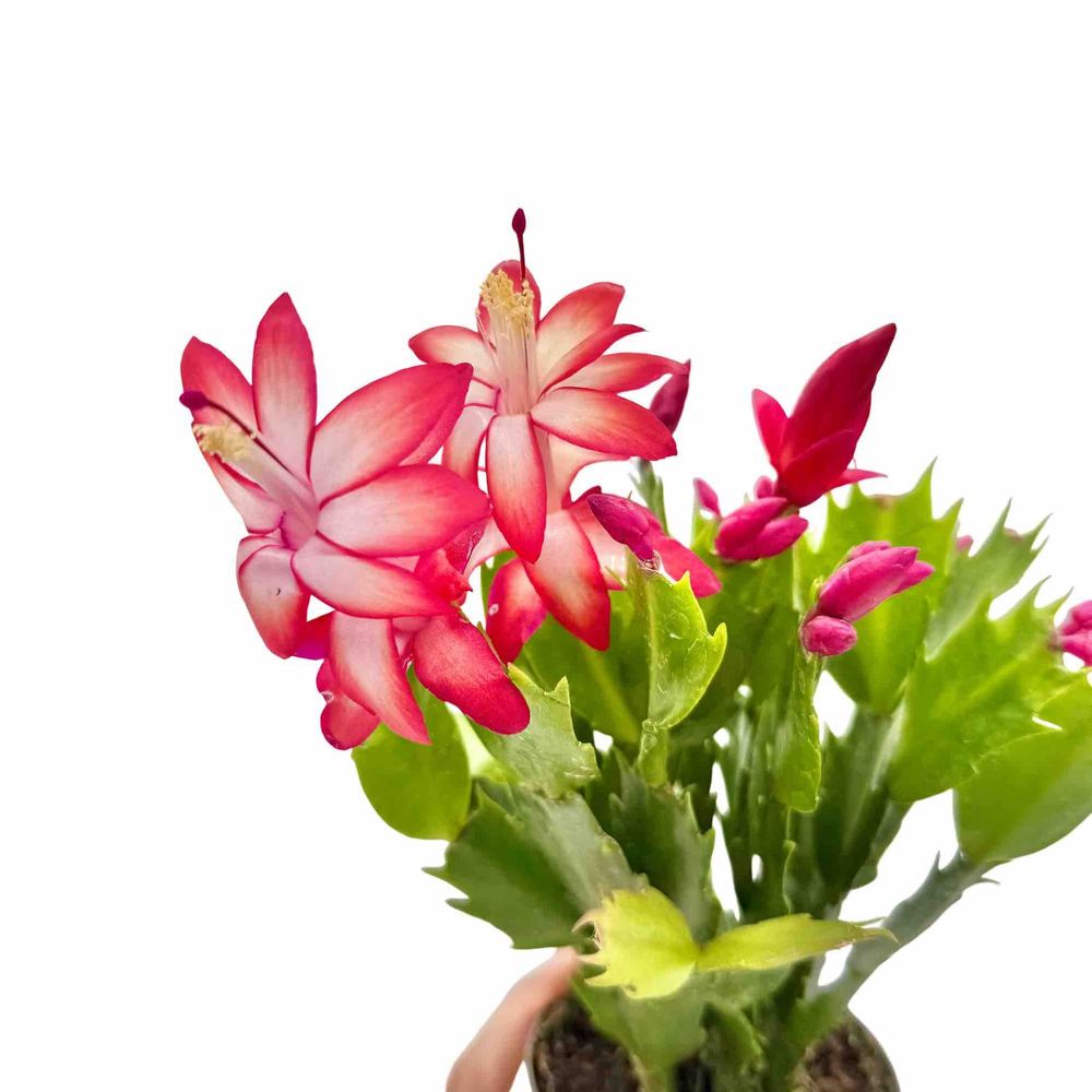 Strelitzia nicolai - plante de l'oiseau de paradis - ø19cm - ↕90cm - plantes d'intérieur