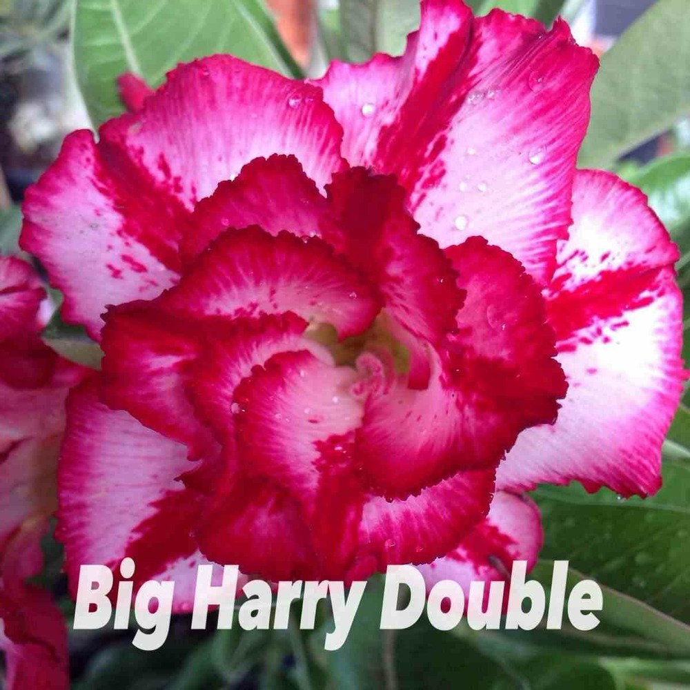Adenium obesum cv.big harry double   rose - taille caudex d'environ 2000g 25/30cm très gros caudex