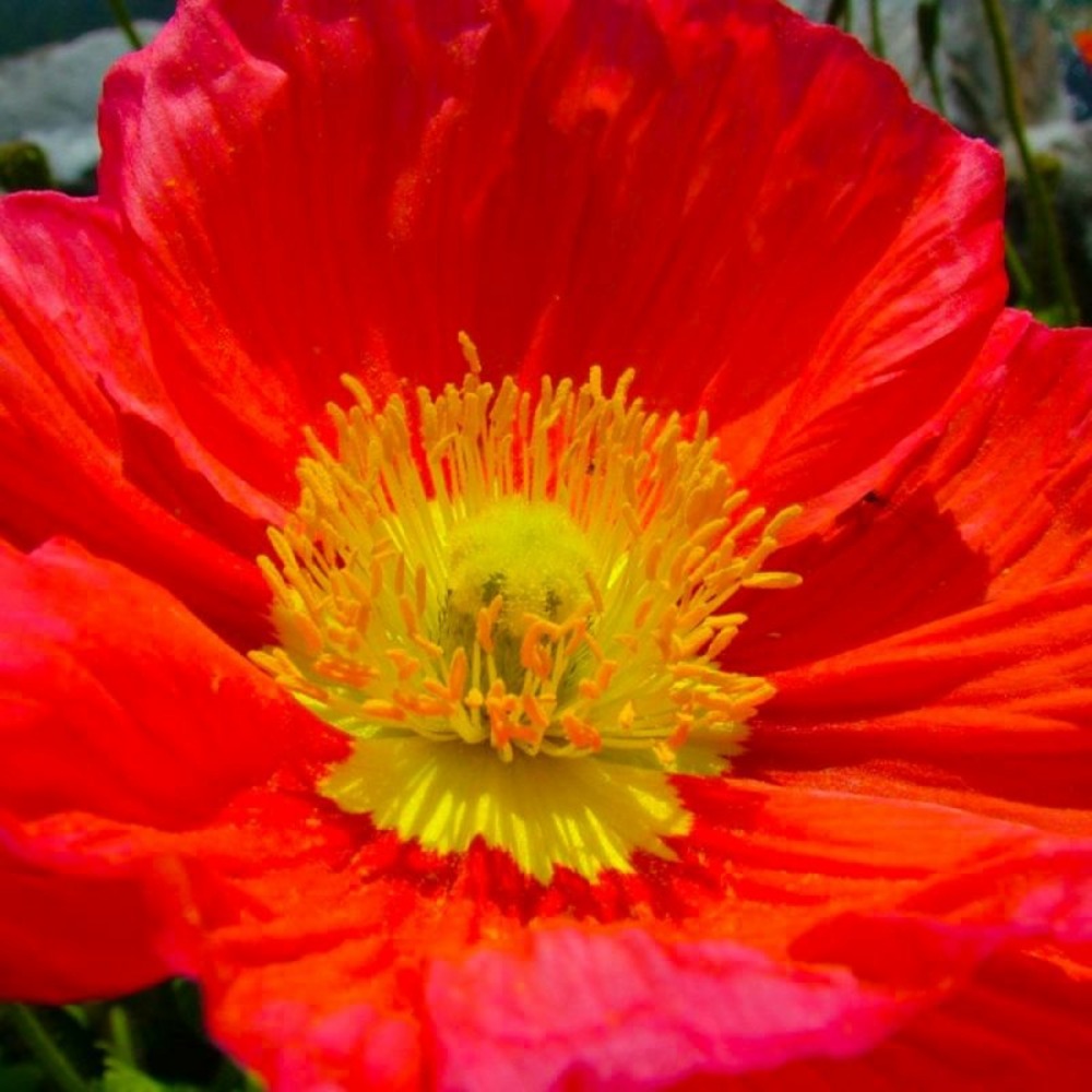 2 Pavots d'Islande (Papaver Nudicaule) - V…