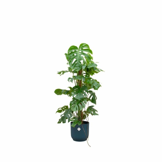 Monstera pertusum 120cm et son pot bleu - hauteur 120cm