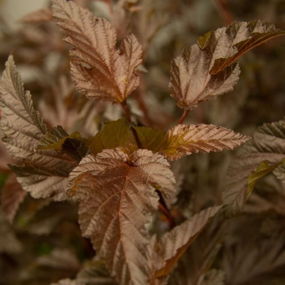 Physocarpe à feuilles d'obier diable d'or® 'mindia' pot de 3l/4l