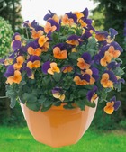 Viola sorbet violet/cuivre - lot de 3 godets