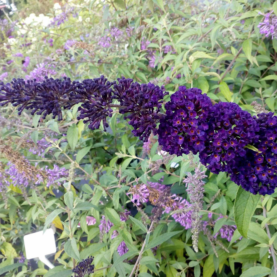 2 x arbre papillons 'black knight' - buddleja 'black knight' - 40-60 cm pot