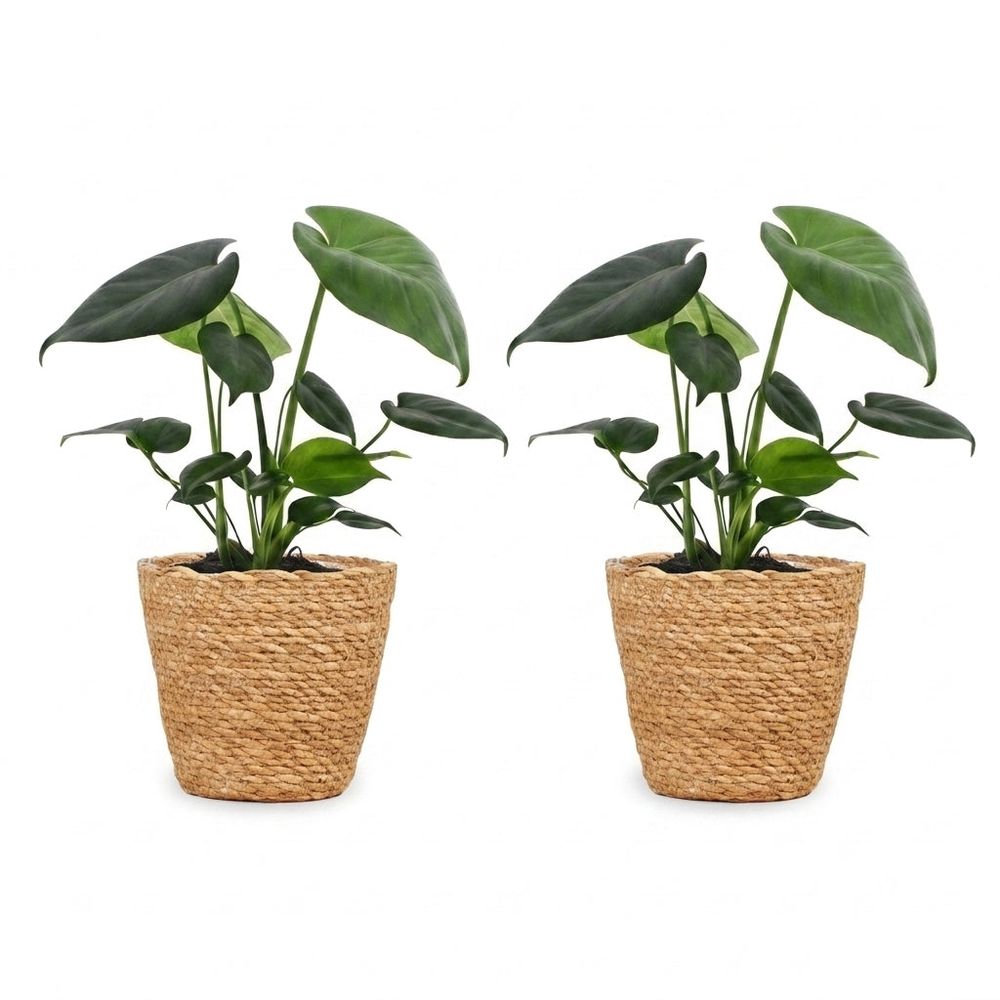 Monstera deliciosa - pot de 12cm