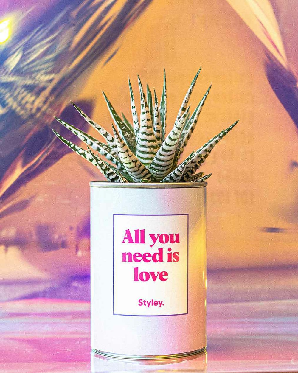 Plante drôle - all you need is love - cactus