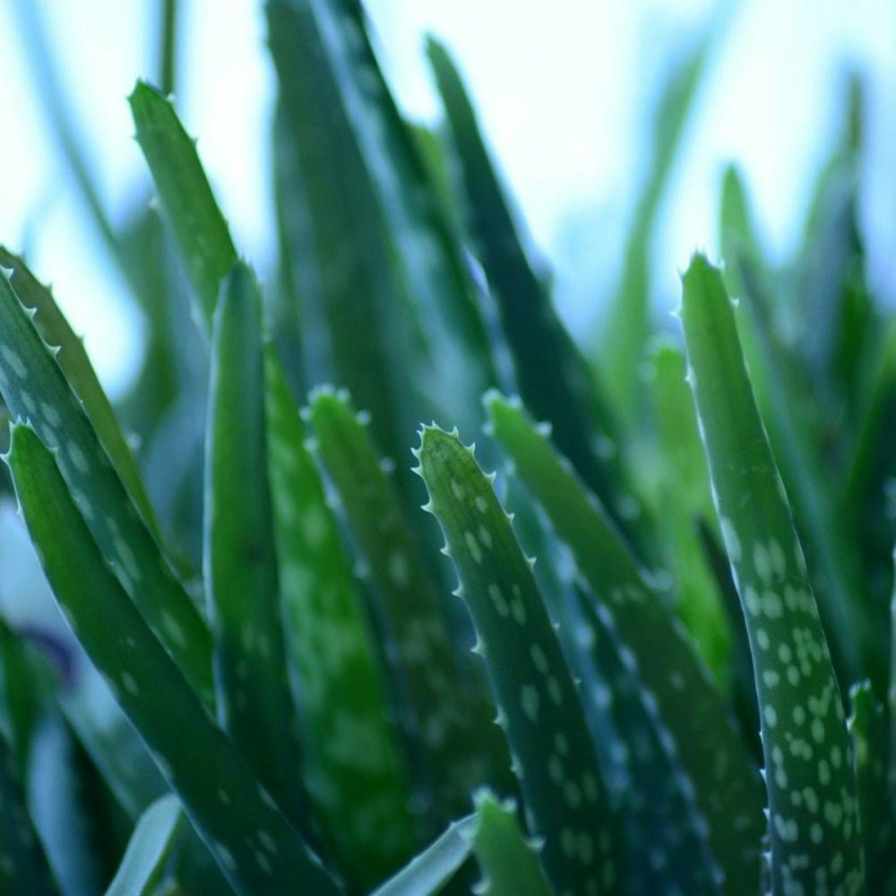 Aloe vera - aloe des barbades pot de 5l