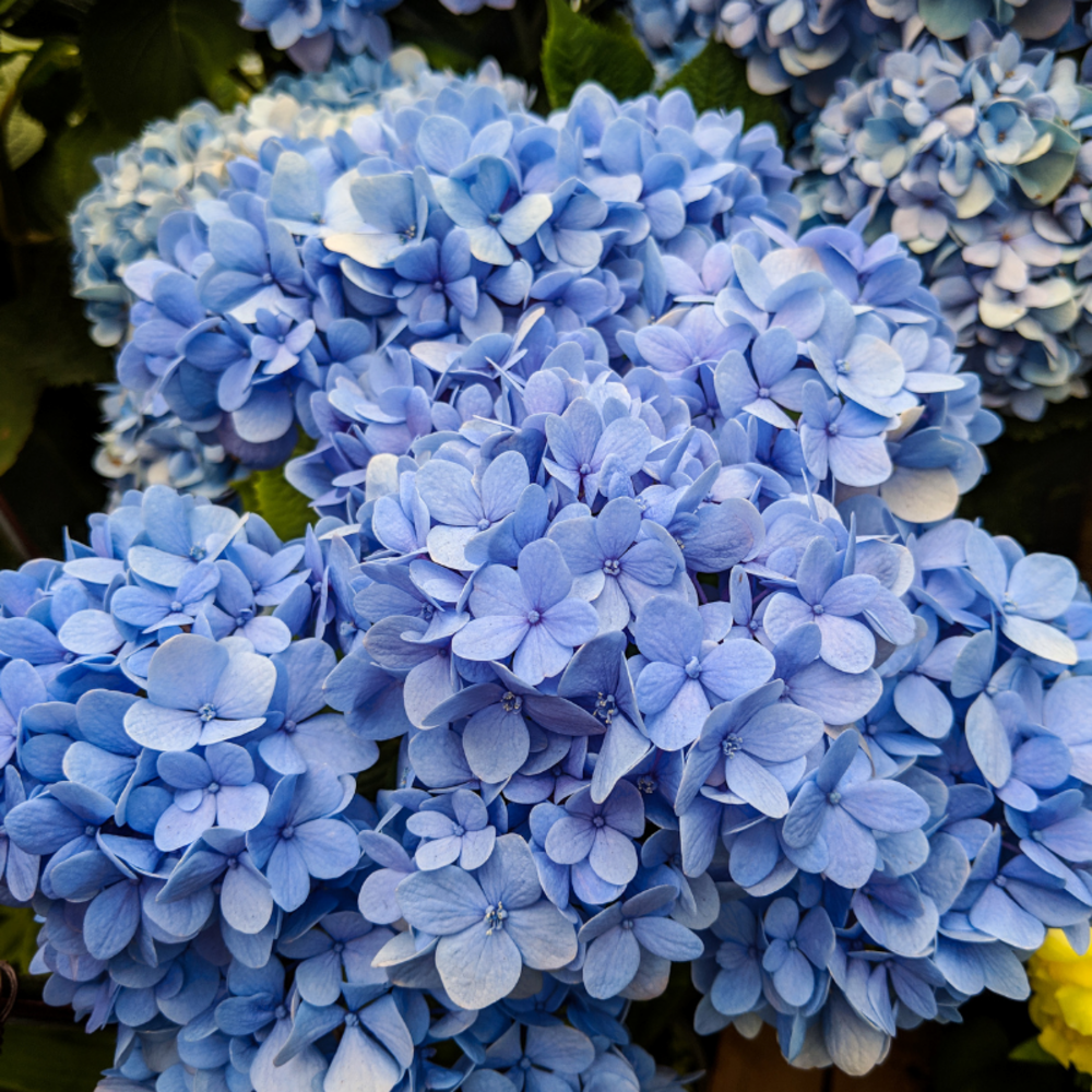 Hortensia macrophylla nikko blue - hydrangea macrophylla nikko blue 30/35 cm pot 3l