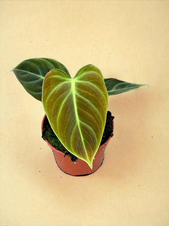 Philodendron el choco red d10