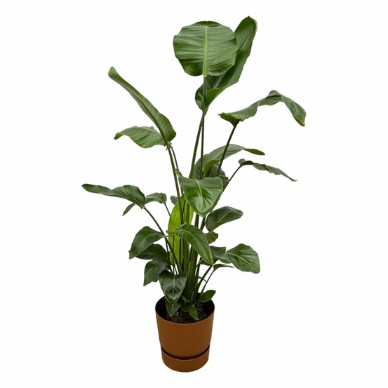 Strelitzia nicolai 160cm et son pot marron + reservoir - hauteur 160cm
