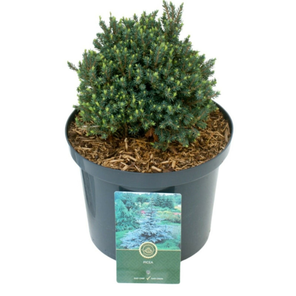Épicéa blanc blue planet - picea glauca blue planet pot 5l