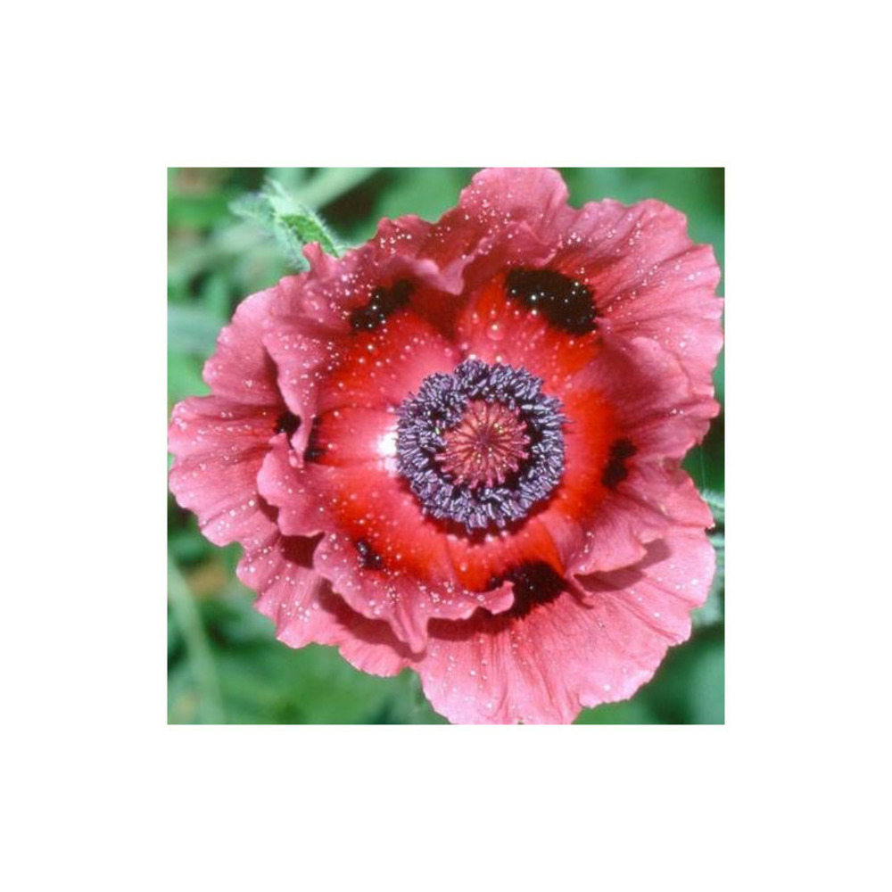 Pavot orientale patty's plum godet - 5/20 cm