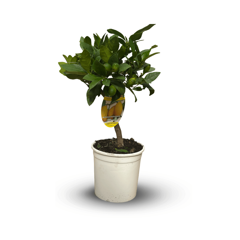 Limequat - citrus floridana - agrume méditerranéen - arbre fruitier - ↕ 35-40 cm - ⌀ 15 cm