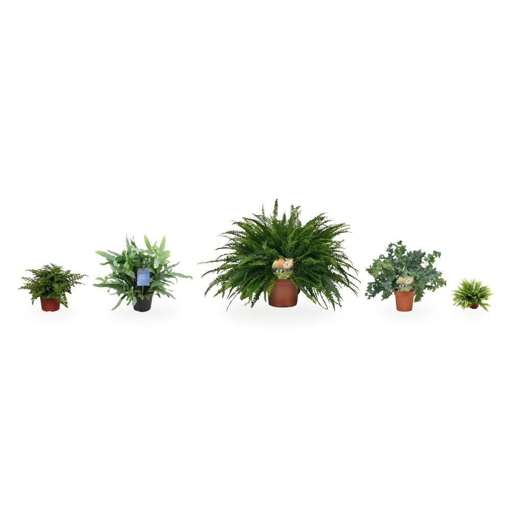 La douche en fougères — lot de 5 plantes