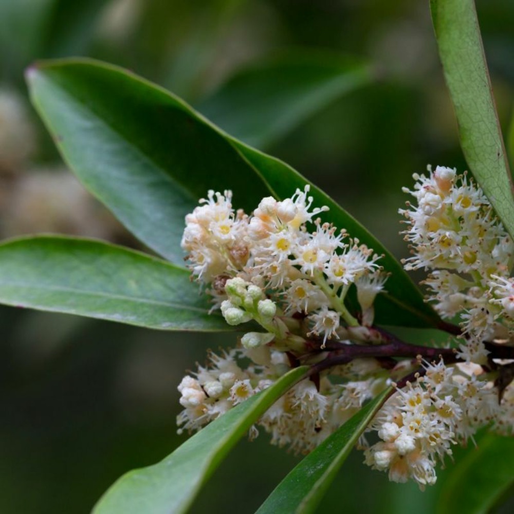 Laurier-cerise rotundifolia - prunus laurocerasus rotundifolia en pot 12l 125/150cm